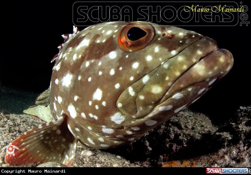 A Grouper