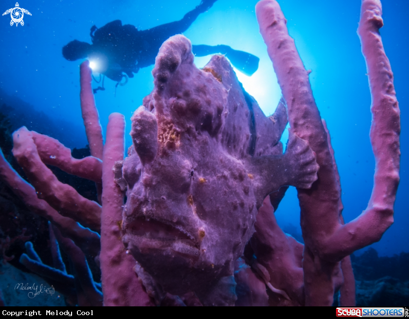A Frog fish 