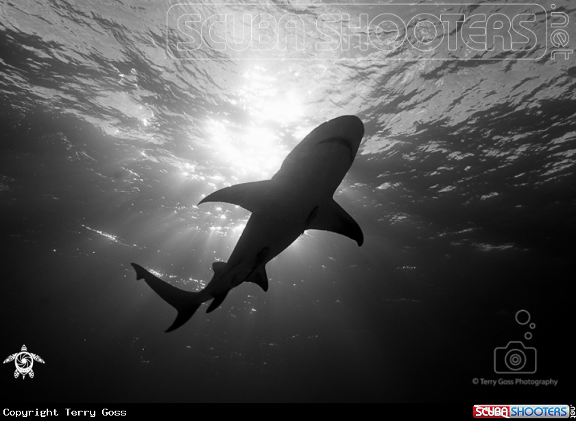 A lemon shark