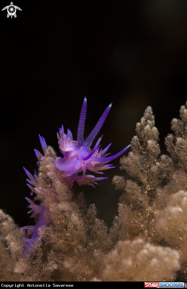 A flabellina