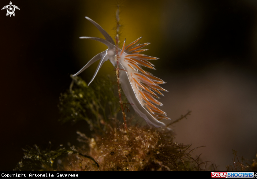 A flabellina