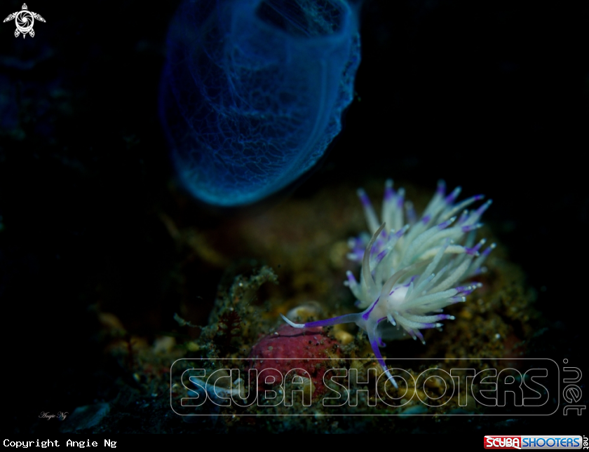 A Nudibranchs