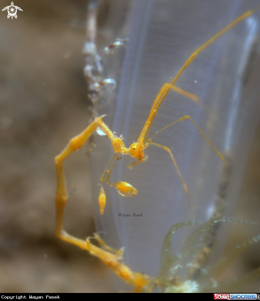 A Skeleton shrimp