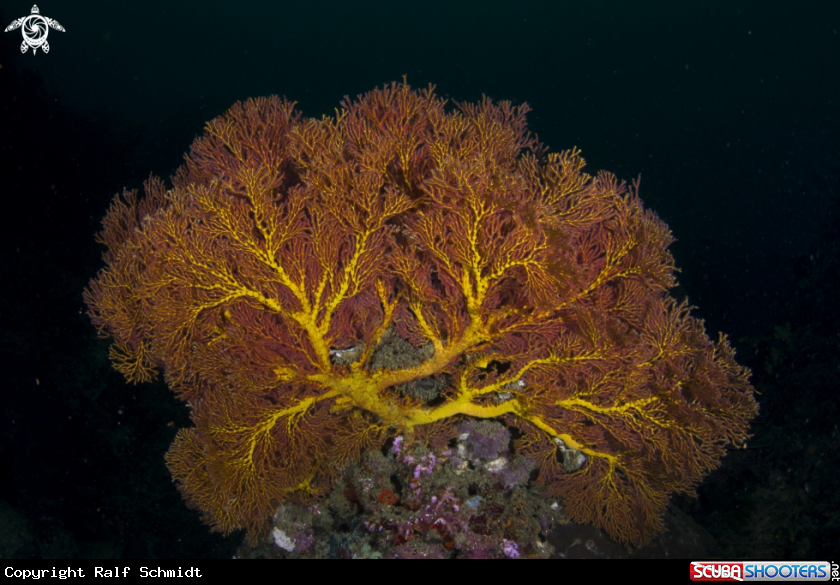 A Cnidaria