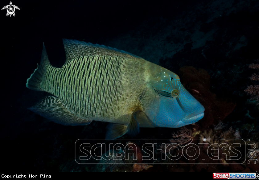 A Napoleon Wrasse