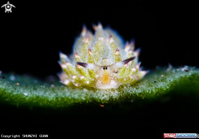 A Costasiella