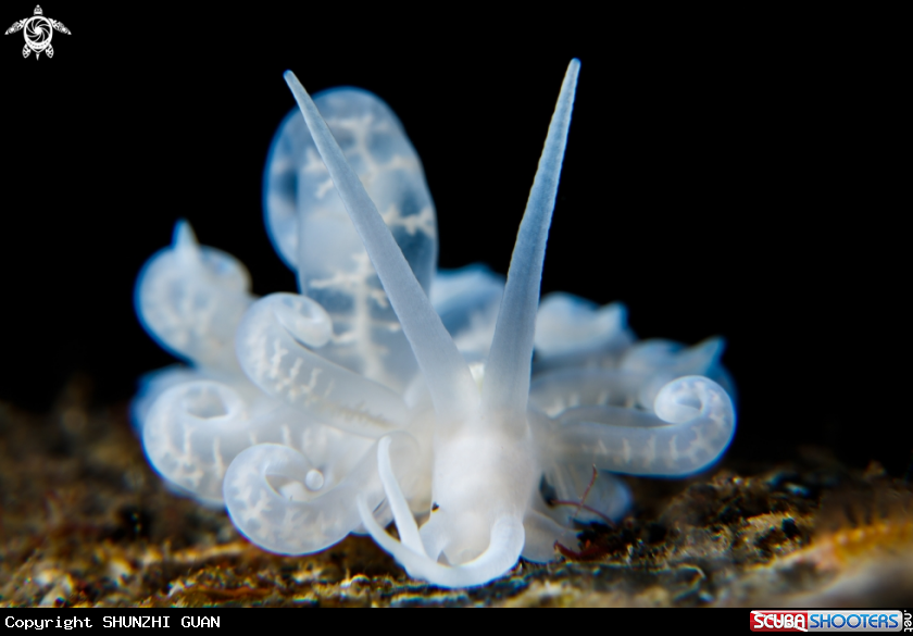 A Phyllodesmium