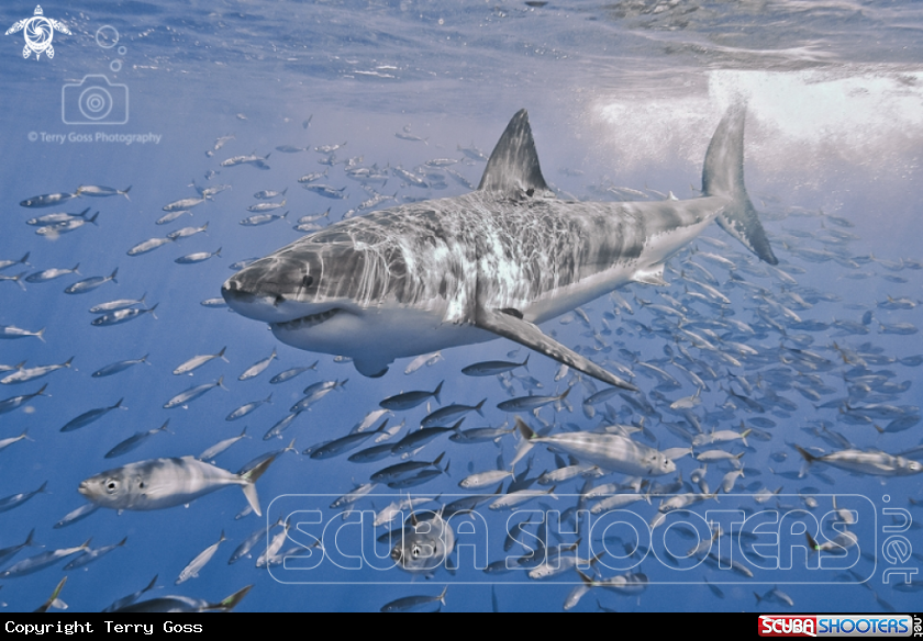A white shark