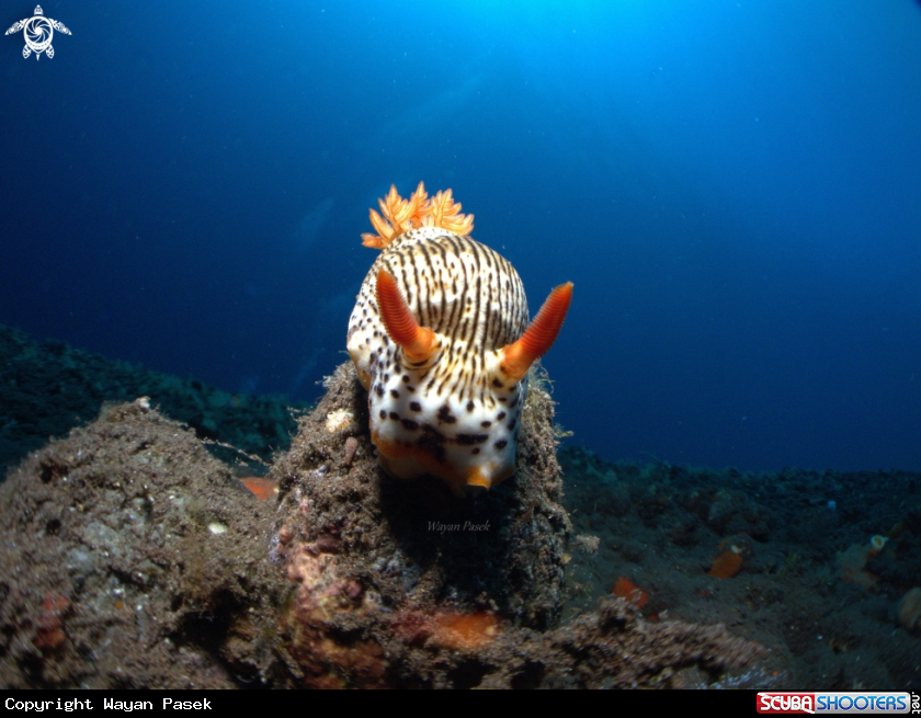 A Chromodoris striatella