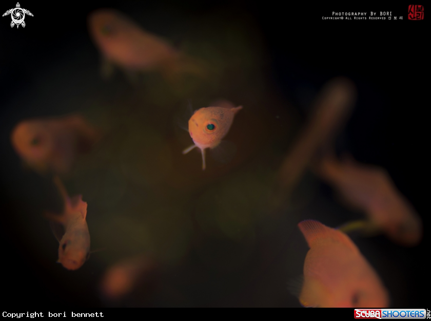 A Anthias