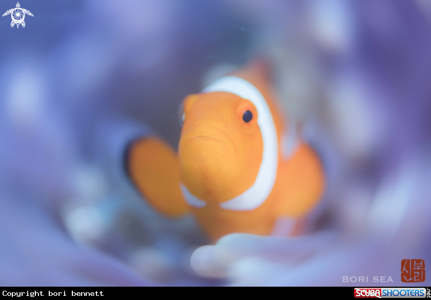 A Clownfish