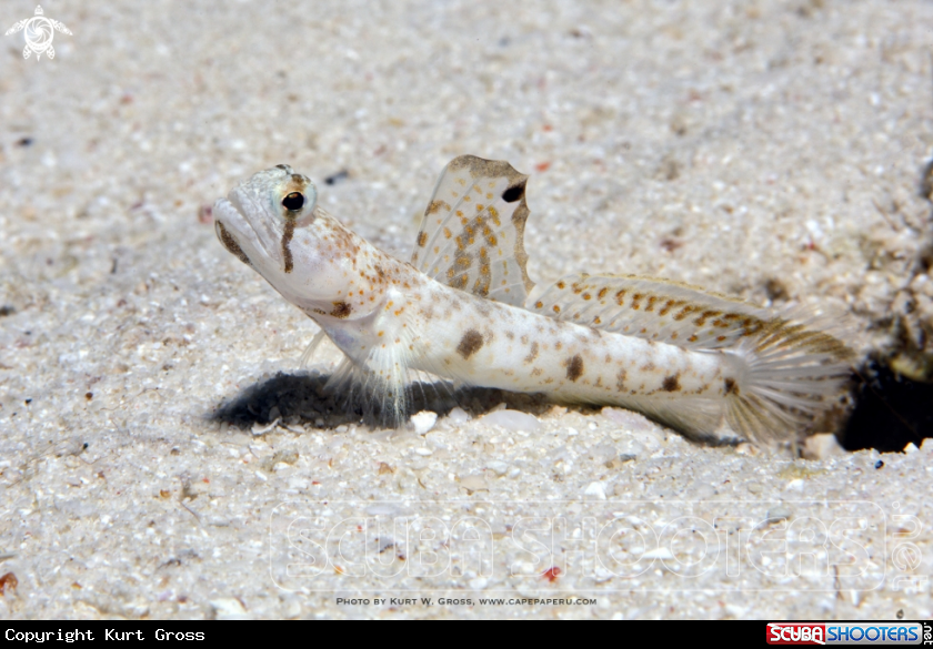 A Shrimp Gobi