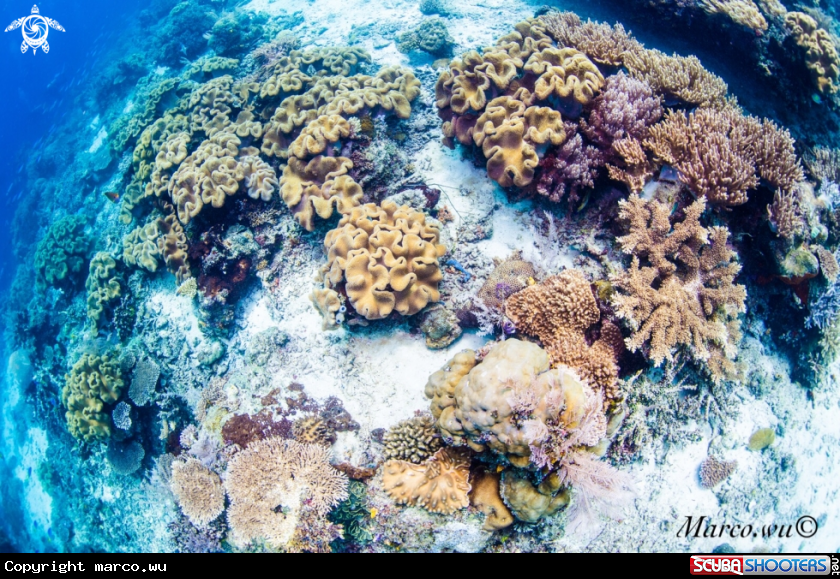 A Coral