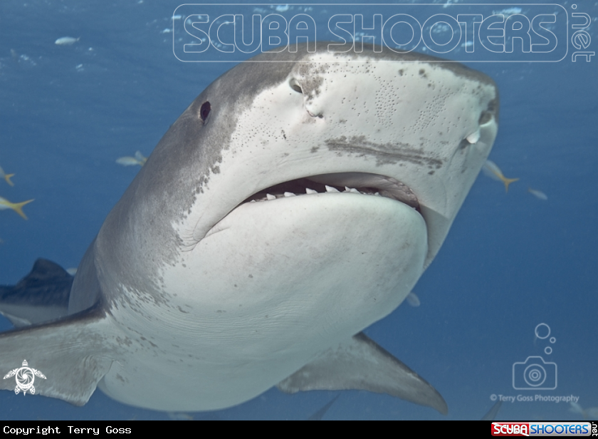 A tiger shark