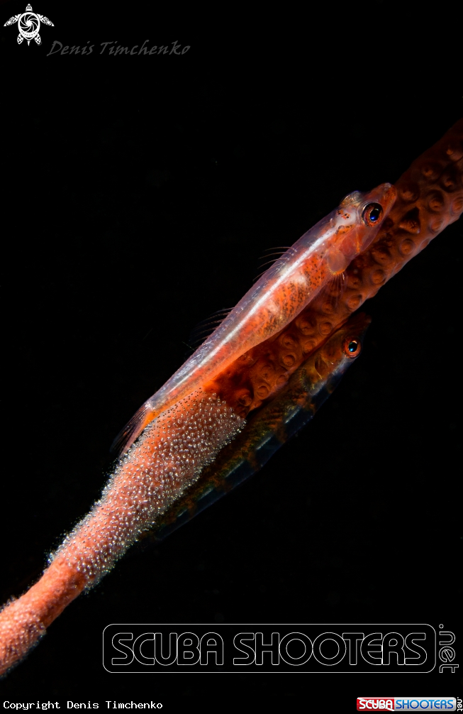 A GOBY