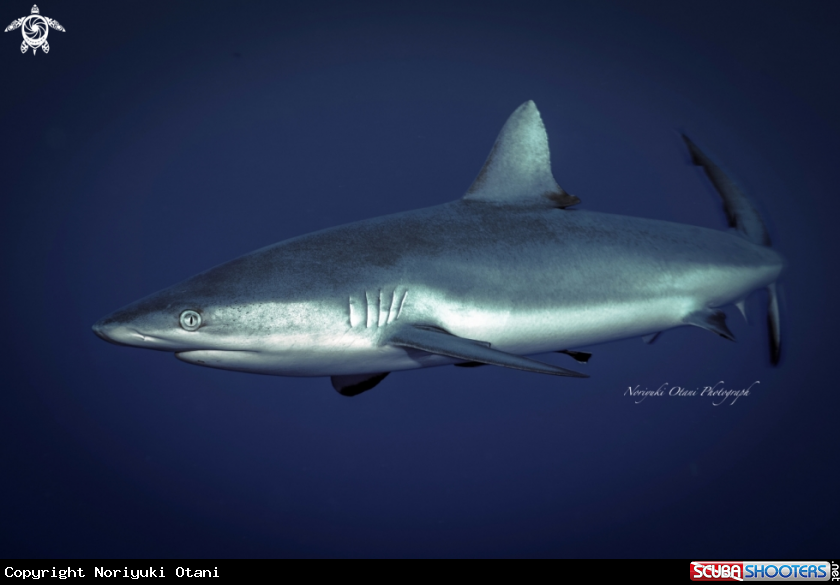 A Grey reef shark