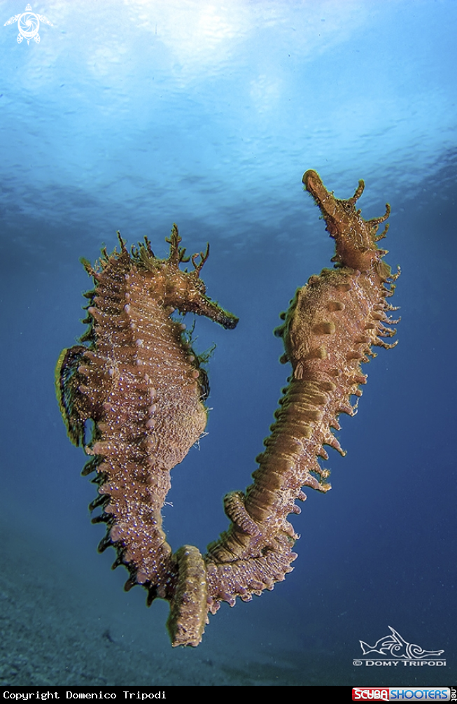 A Hippocampus guttulatu