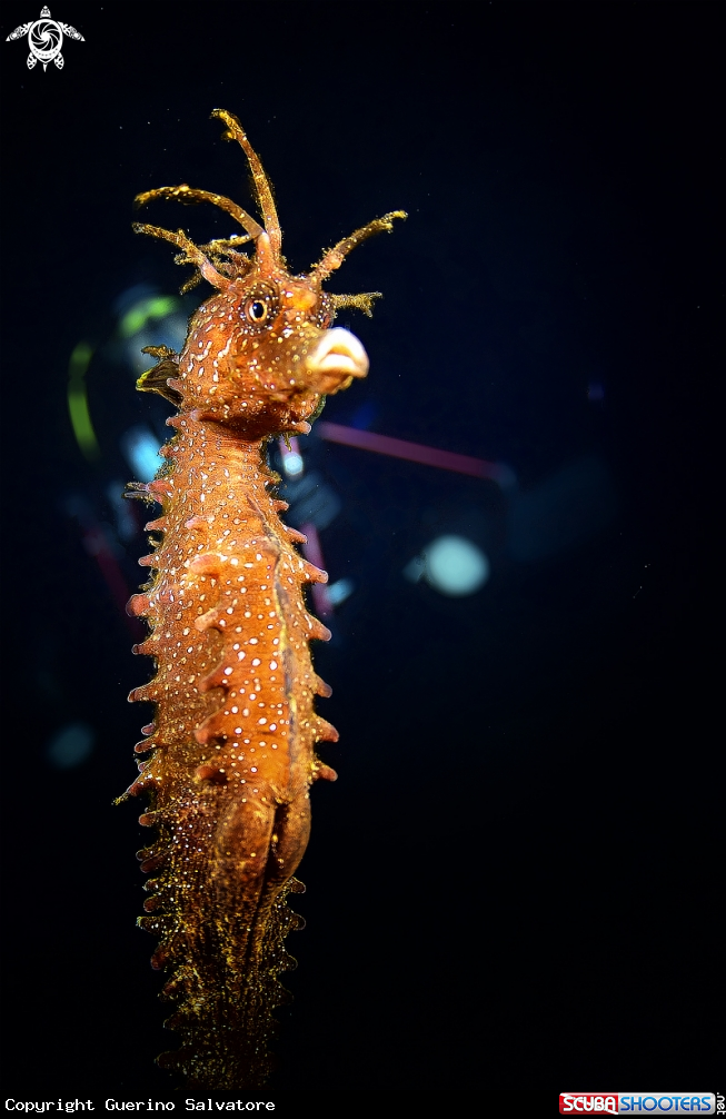 A Hippocampus