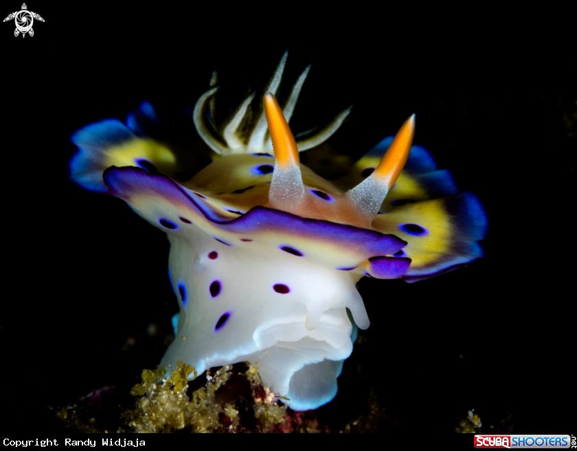 A Nudibranch