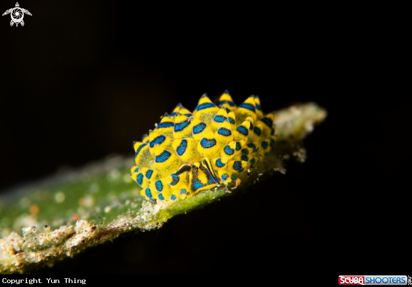 A Stilinger sp
