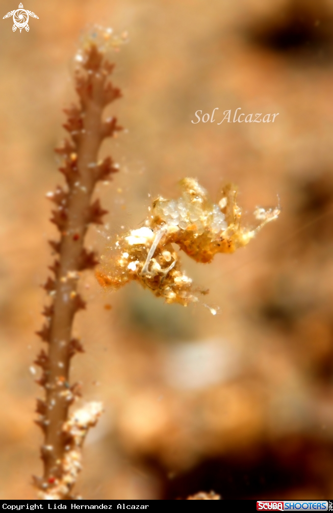 A hairy shrimp