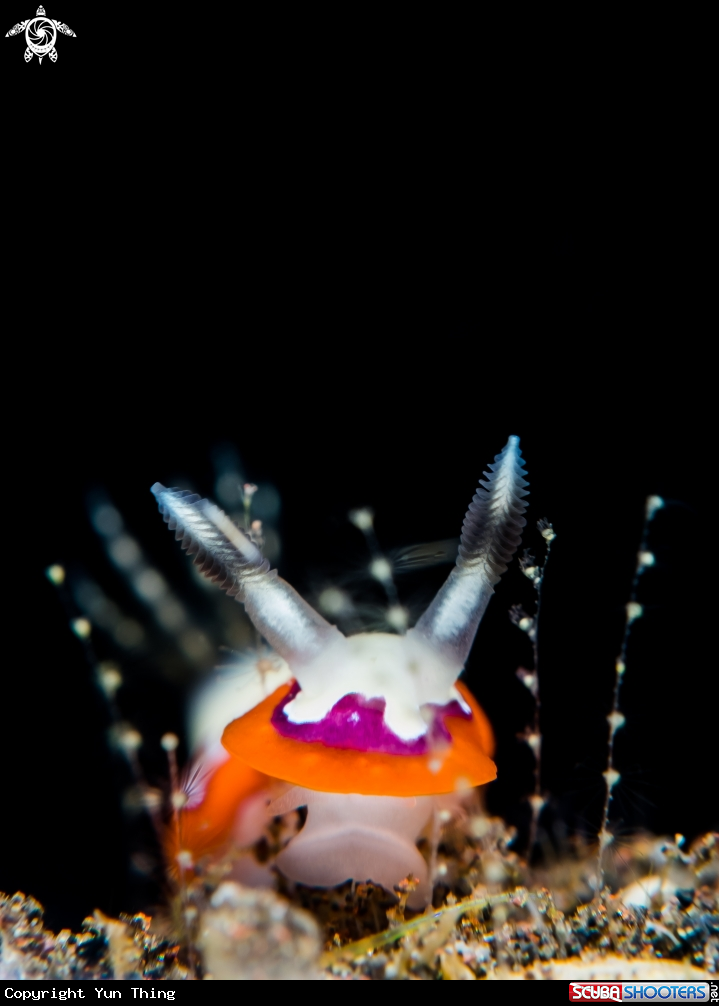 A Nudibranch