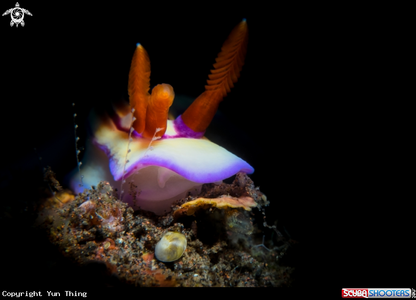 A Nudibranch