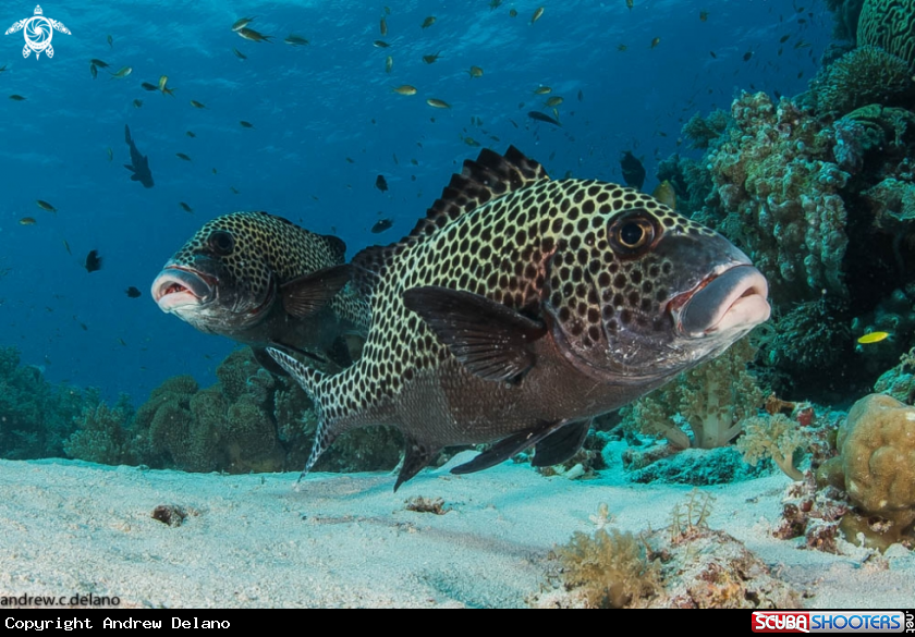 A Harlequin Sweetlips