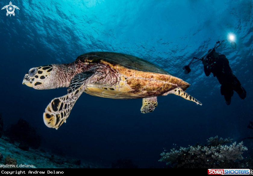 A Green Turtle