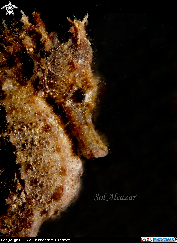 A seahorse