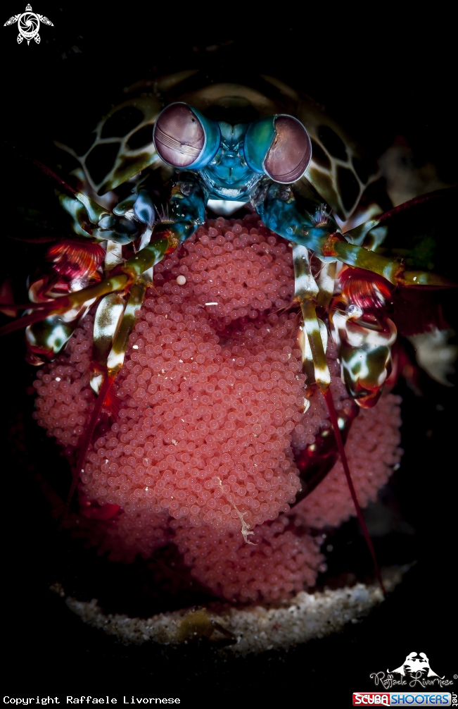 A Manthis shrimp
