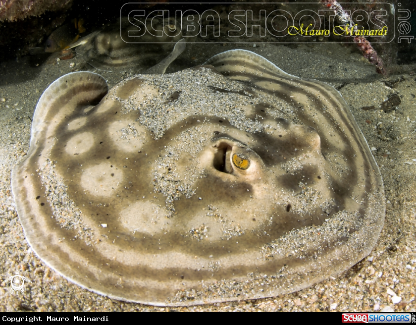 A Ray
