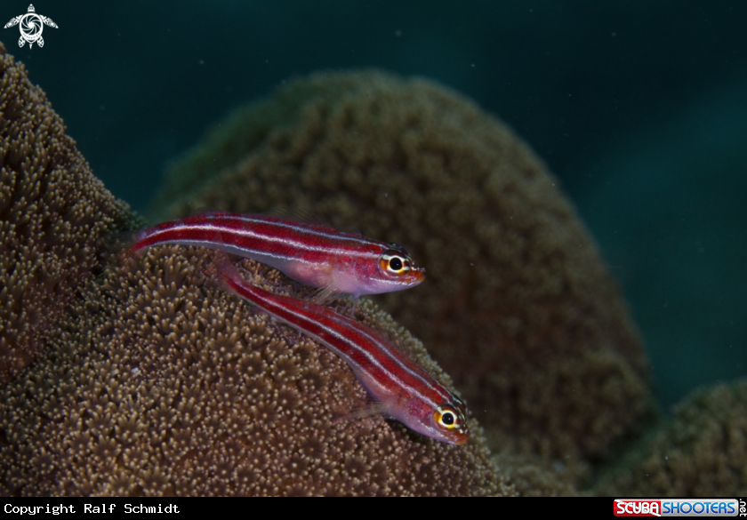 A Goby