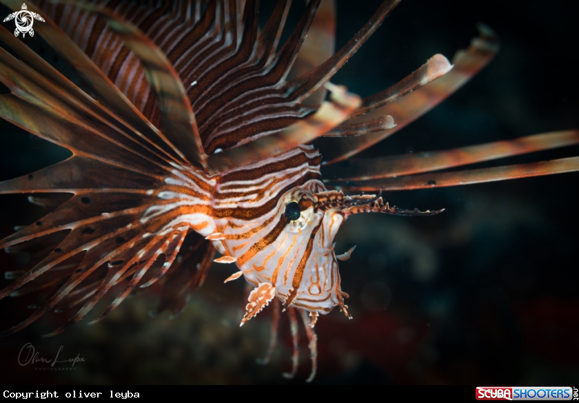 A Lionfish