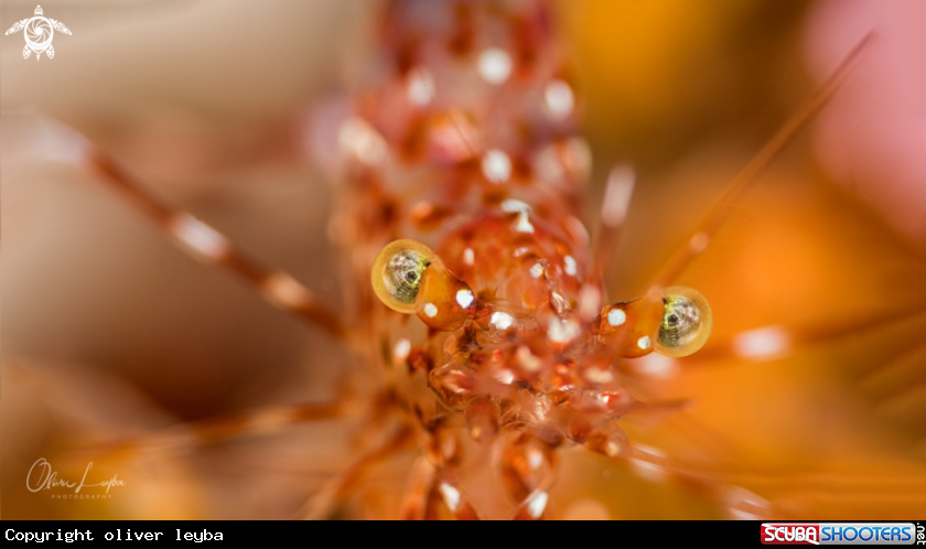 A Anton Brunni cleaner shrimp