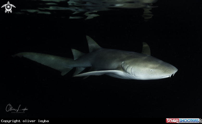 A Nurse Shark
