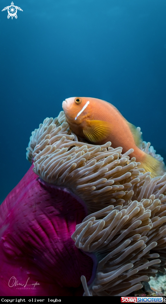 A blackfooted Anemonenfish
