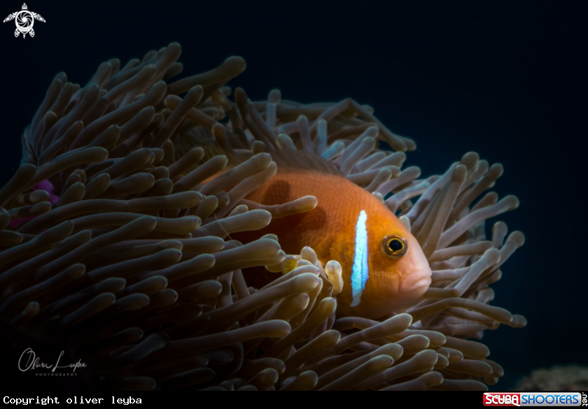 A Blackfooted Anemonenfish