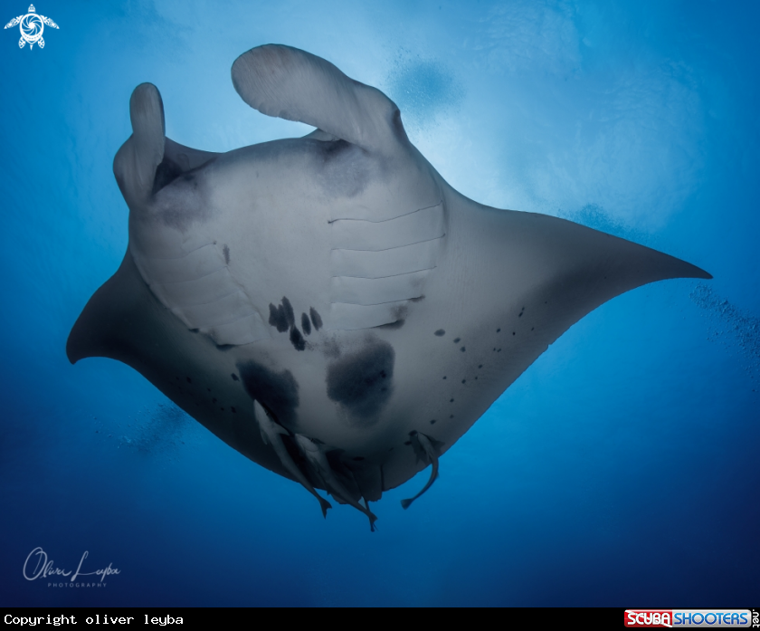 A Manta Ray