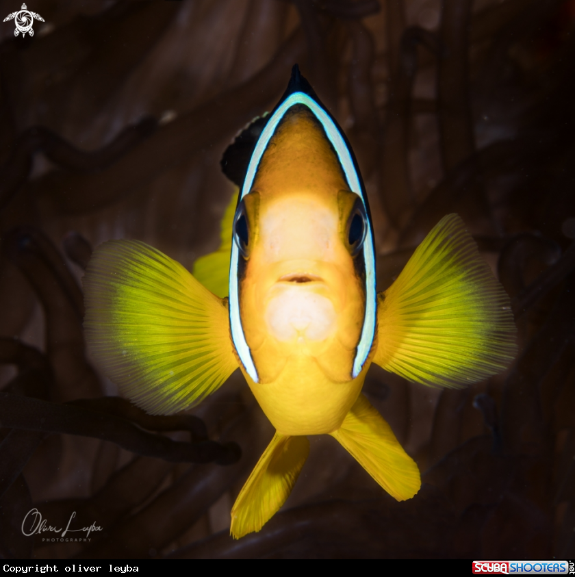A Blackfooted Anemonenfish