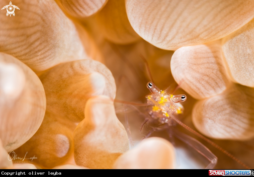 A cleaner shrimp