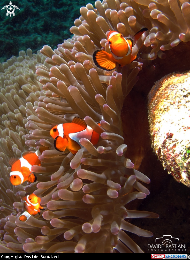 A Clown Fish 