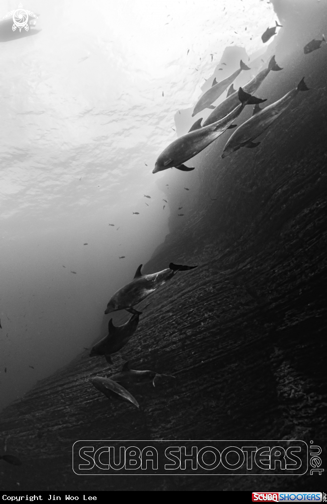 A Bottlenose Dolphin