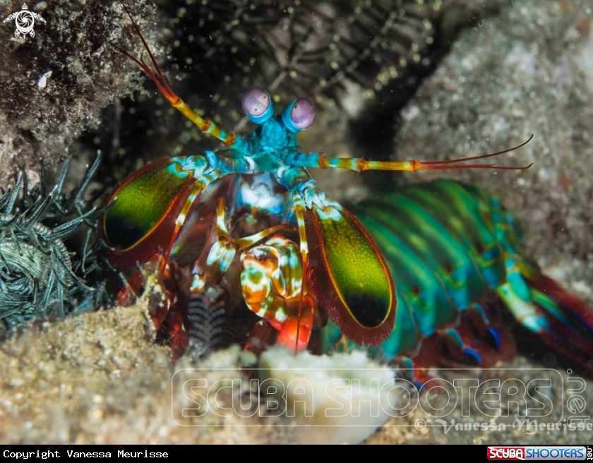 A Squille Multicolore
