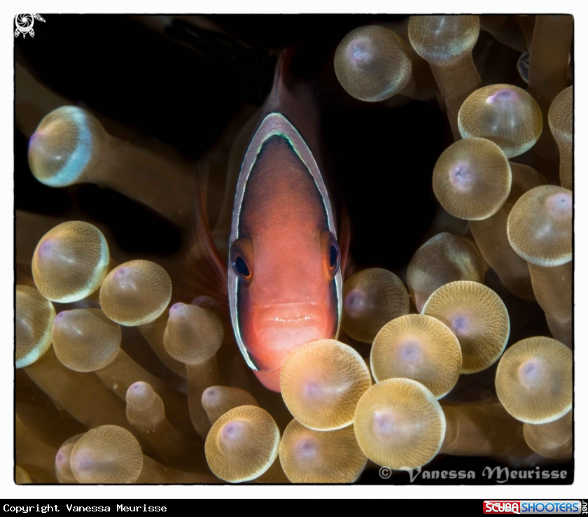 A Poisson Clown de Clark