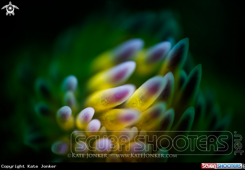 A Gasflame Nudibranch