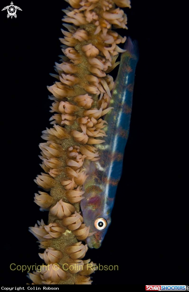 A goby