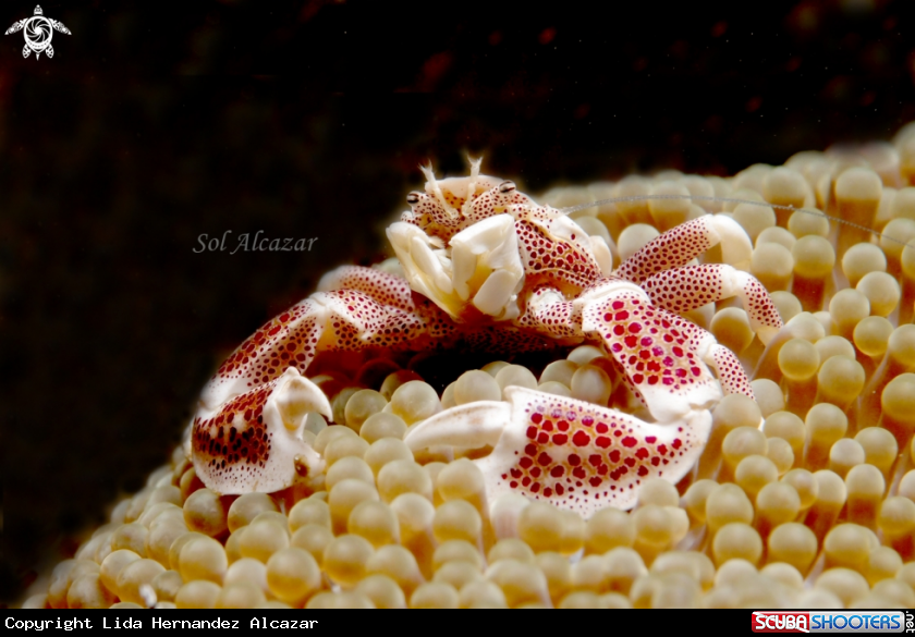 A pocelain crab