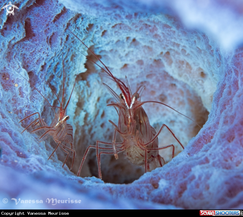 A Peppermint Shrimp