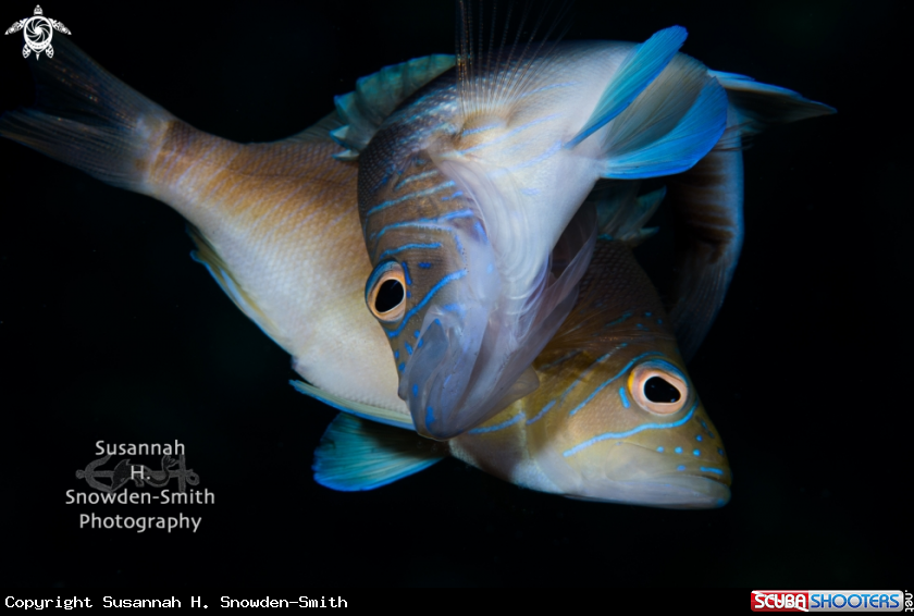 A Spawning Hamlets